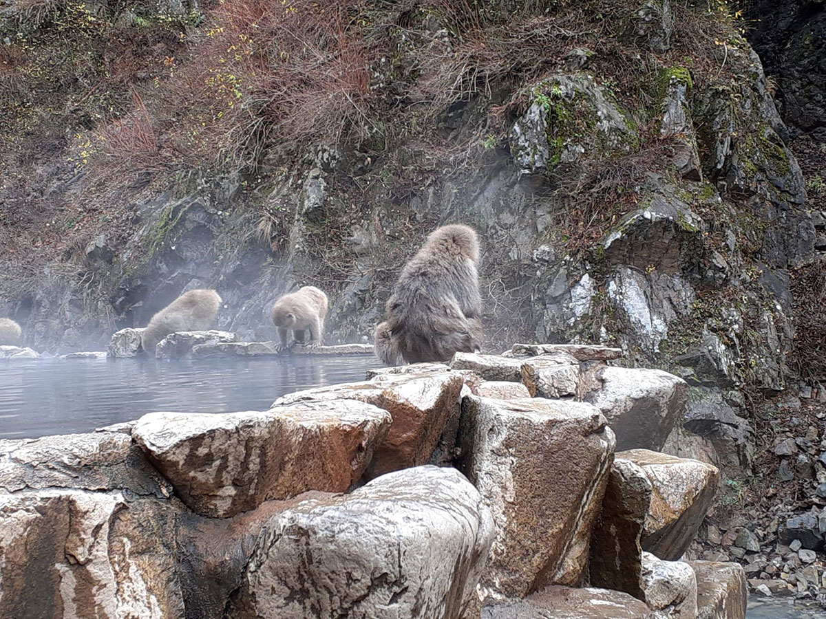 【ジョブ若槻】地獄谷野猿公苑に行こう🐵